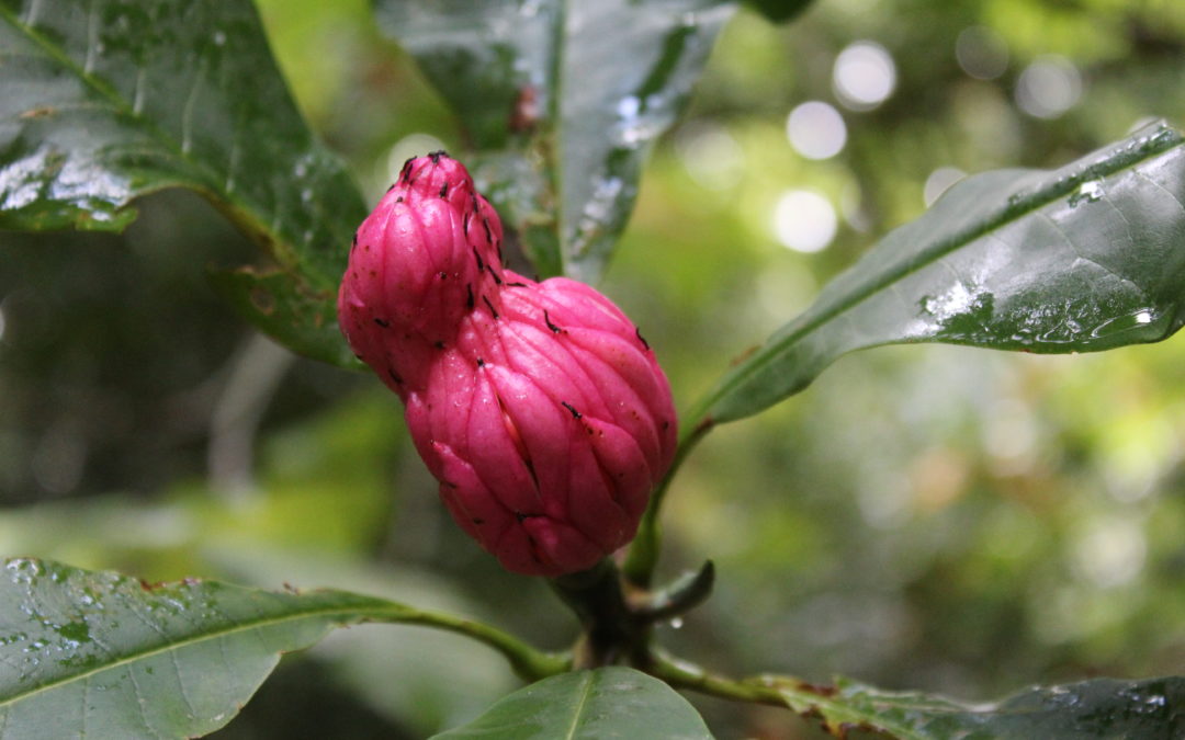 The Beauty after the rain. La belleza después de la lluvia.